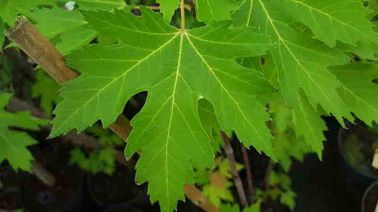 Acer Saccharinum
