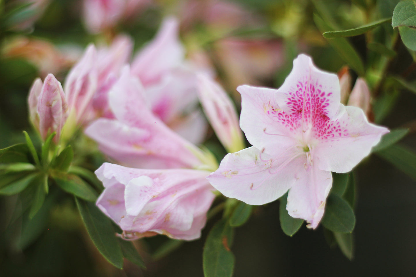 Azalea