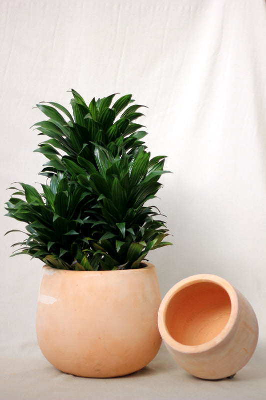 Maceta Terracota Kenia