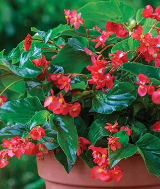 Begonia dragon