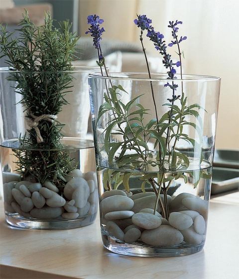 Florero Maceta Botánica