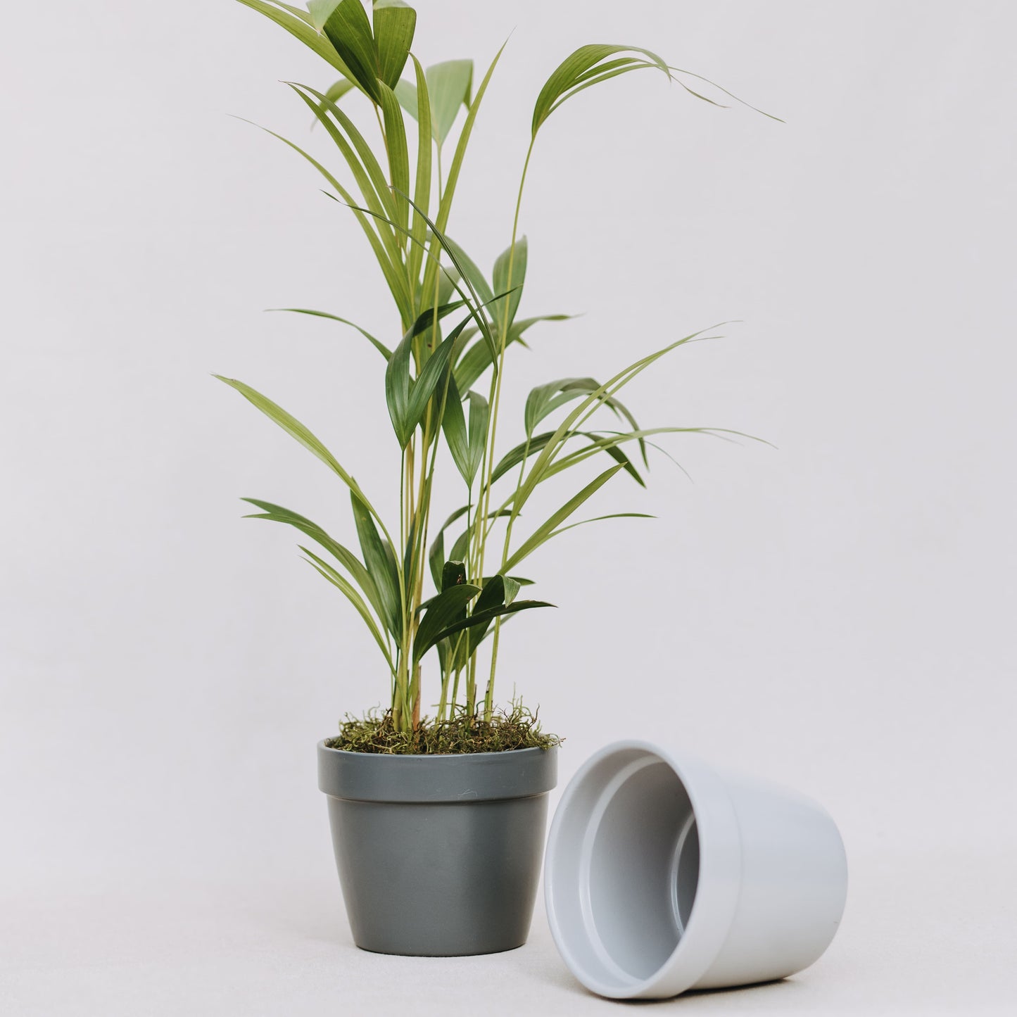 Conjunto de maceta saksi 14cm + Areca mini