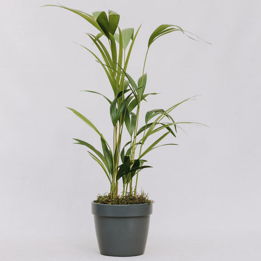 Conjunto de maceta saksi 14cm + Areca mini