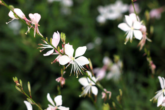 Gaura