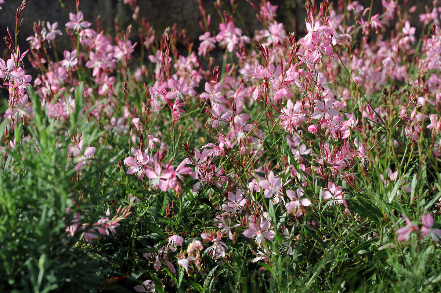 Gaura