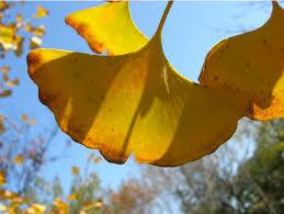 Ginkgo Biloba