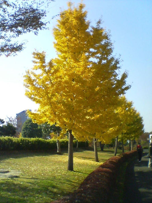 Ginkgo Biloba