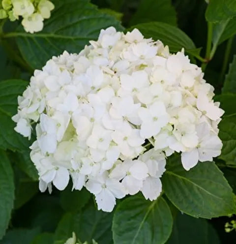 Hortensia