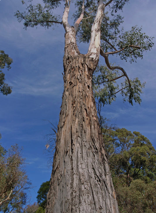 Eucalyptus Dunnii