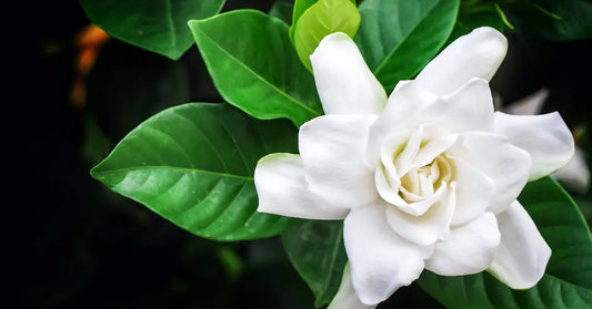 Jazmín del Cabo directo