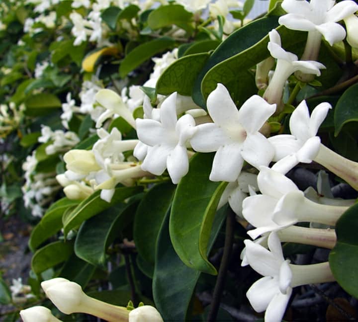 Jazmín de Madagascar (Stephanotis floribunda)