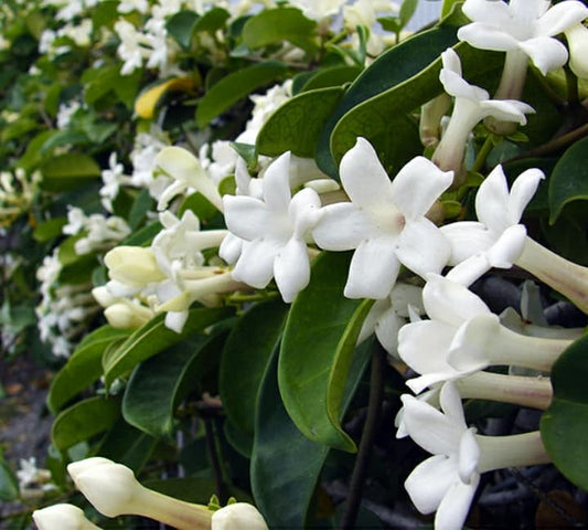 Jazmín de Madagascar (Stephanotis floribunda)