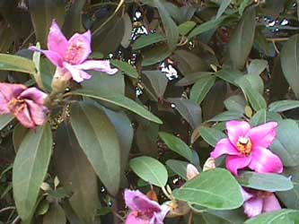 Lagunaria patersonii