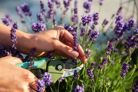 Lavanda angustifolia o inglesa
