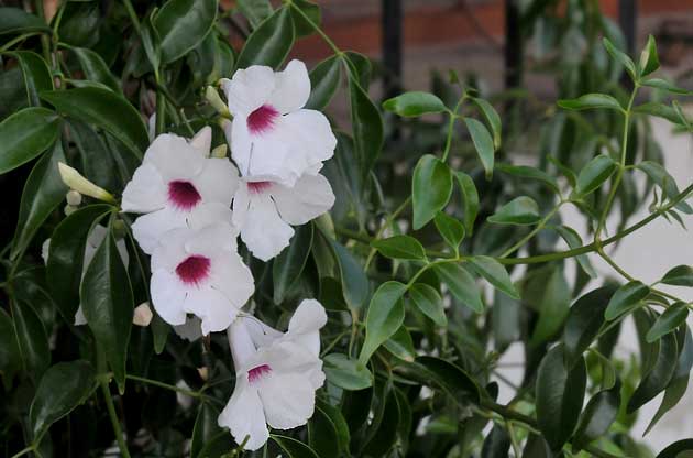 Pandorea jasminoides
