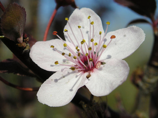 Prunus de jardín de flor blanca