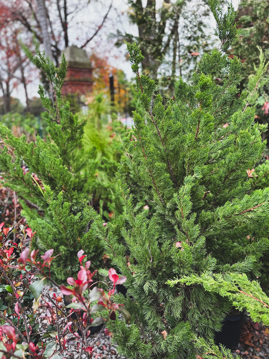 Juniperus chinensis Kaizuka