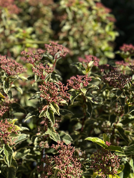 Viburnum tinus variegado