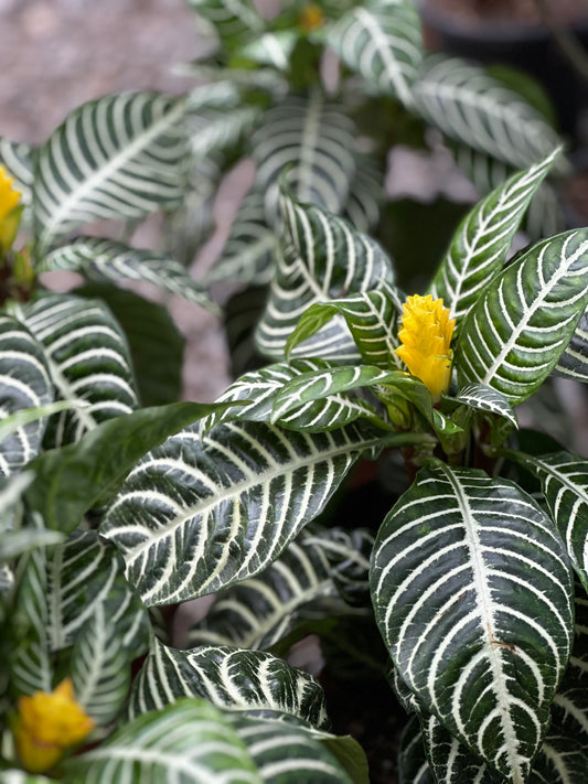 Aphelandra Squarrosa