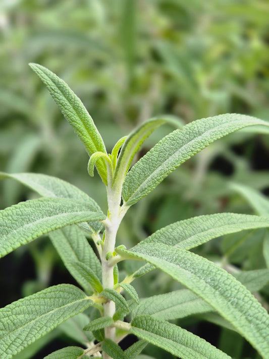 Salvia leucantha