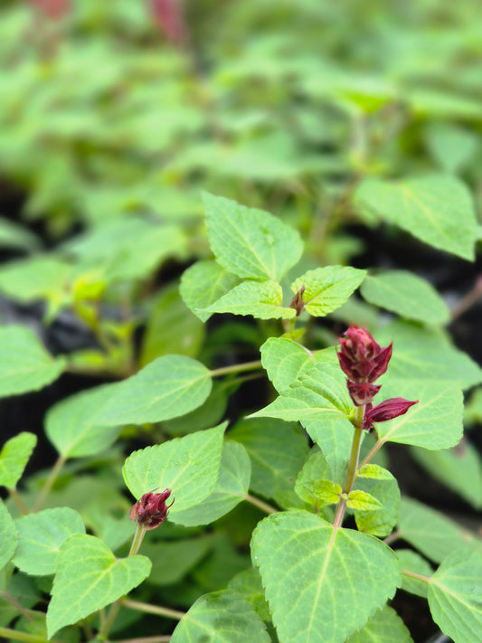 Salvia guaranitica flor roja