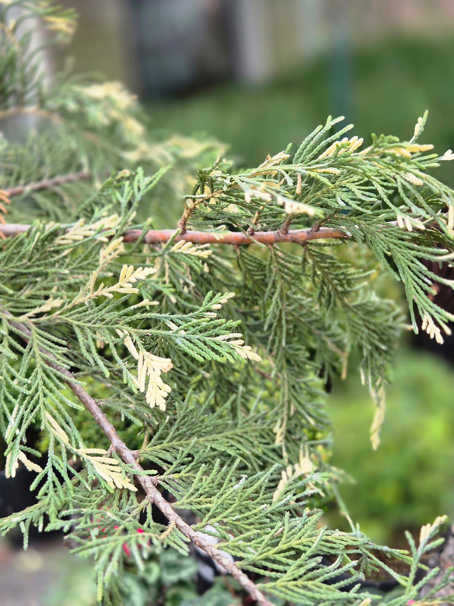 Calocedrus decurrens