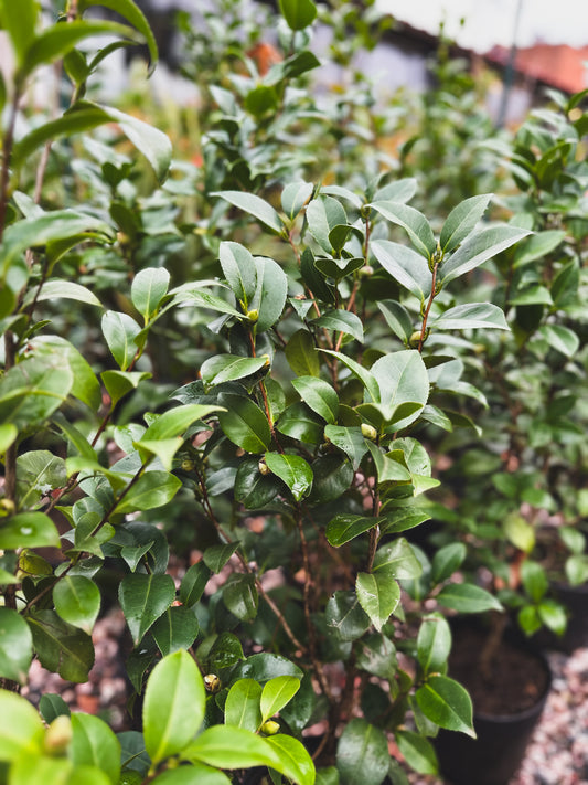 Camelia