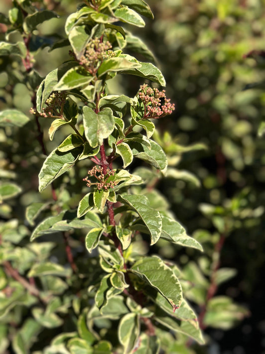 Viburnum tinus variegado