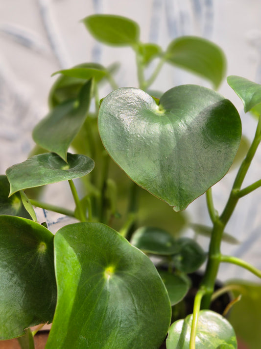 Peperomia Polybotrya