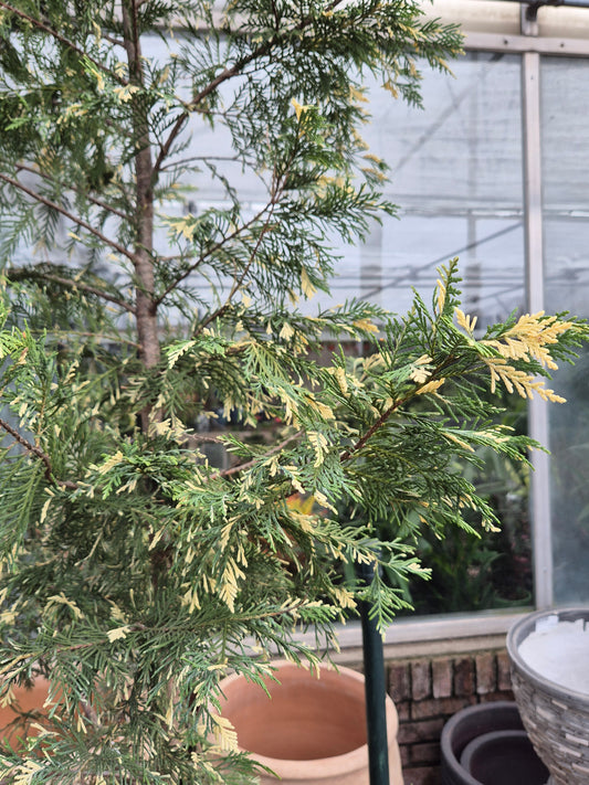 Calocedrus decurrens