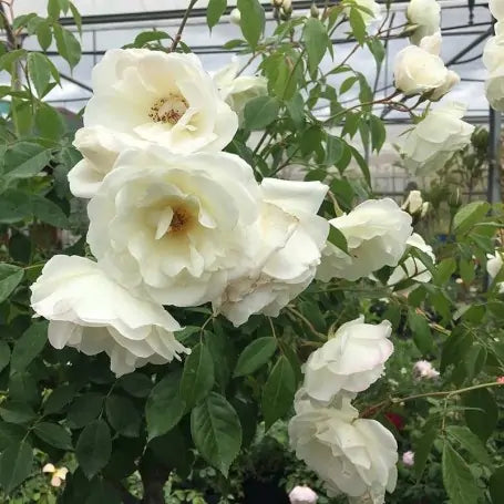 Rosal Iceberg (trepador)