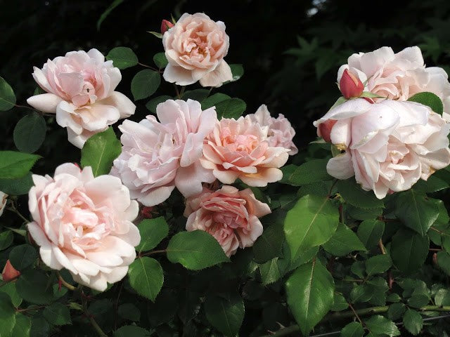 Rosal Albertine (trepador)