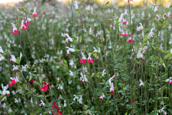 Salvia microphylla 'Hot lips'