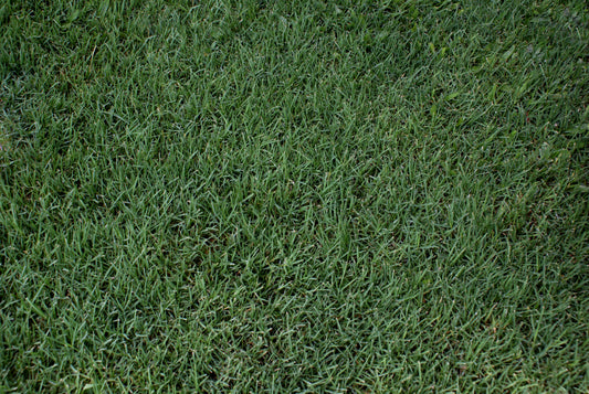 Bermuda (Cynodon dactylon)