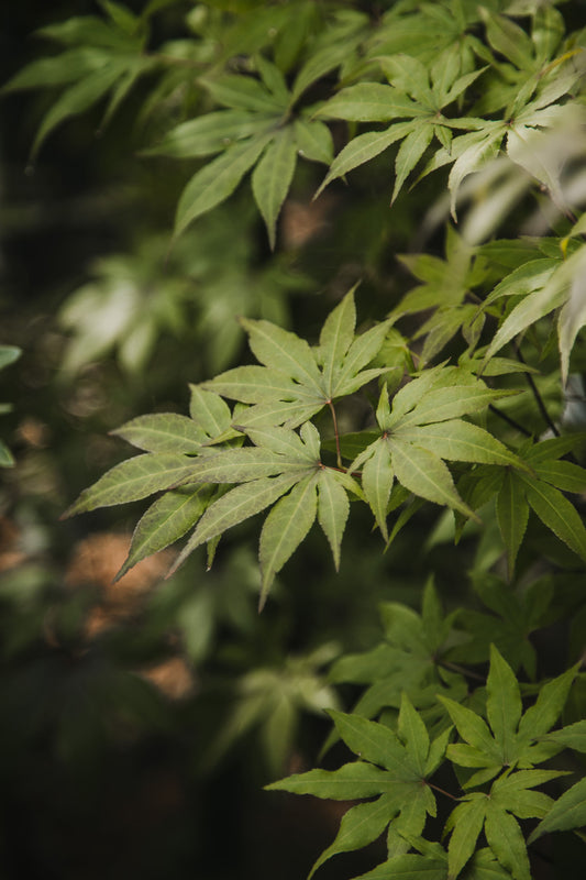 Acer Palmatum