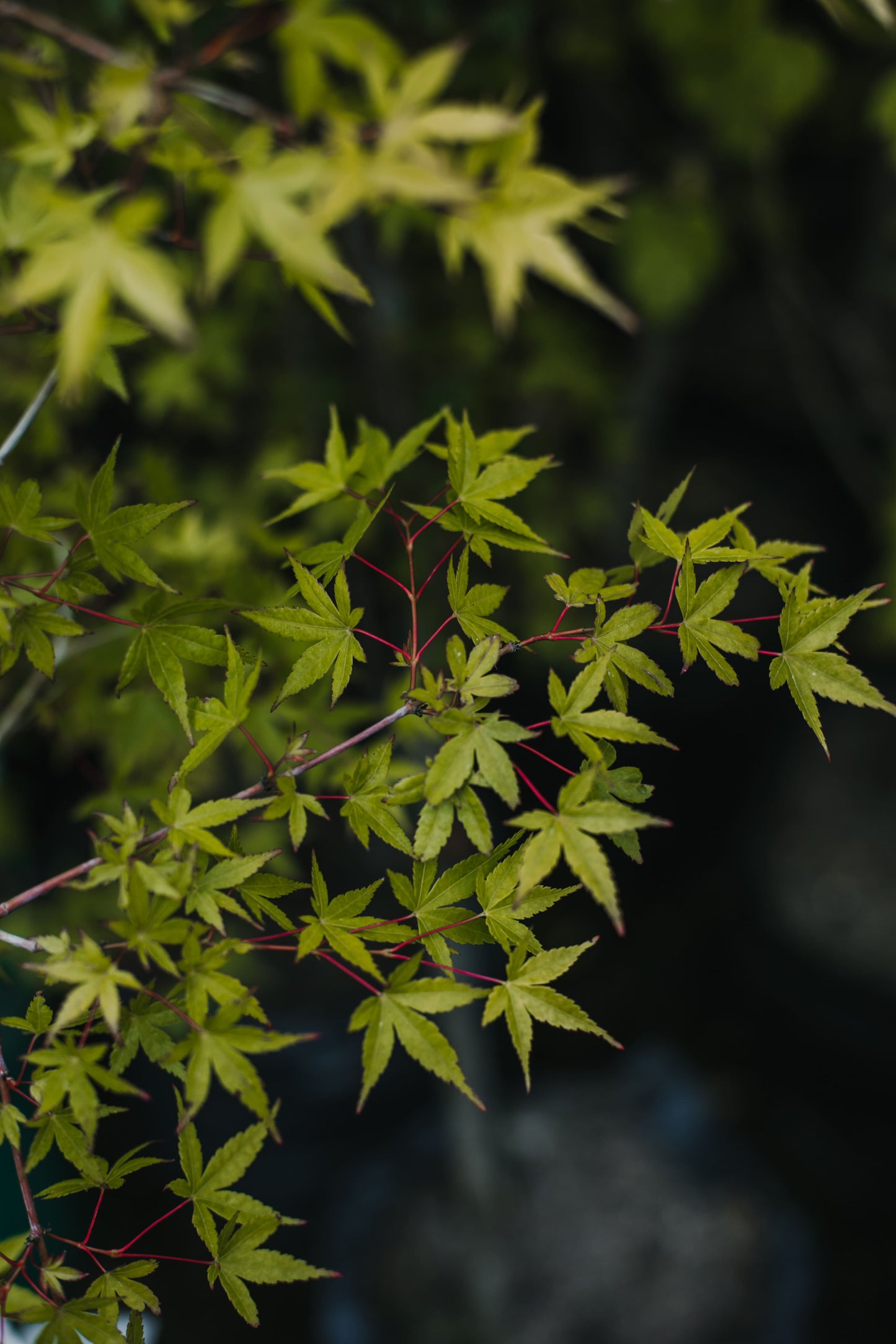 Acer Palmatum