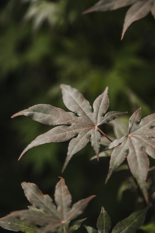Acer Palmatum