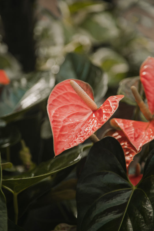 Anthurium