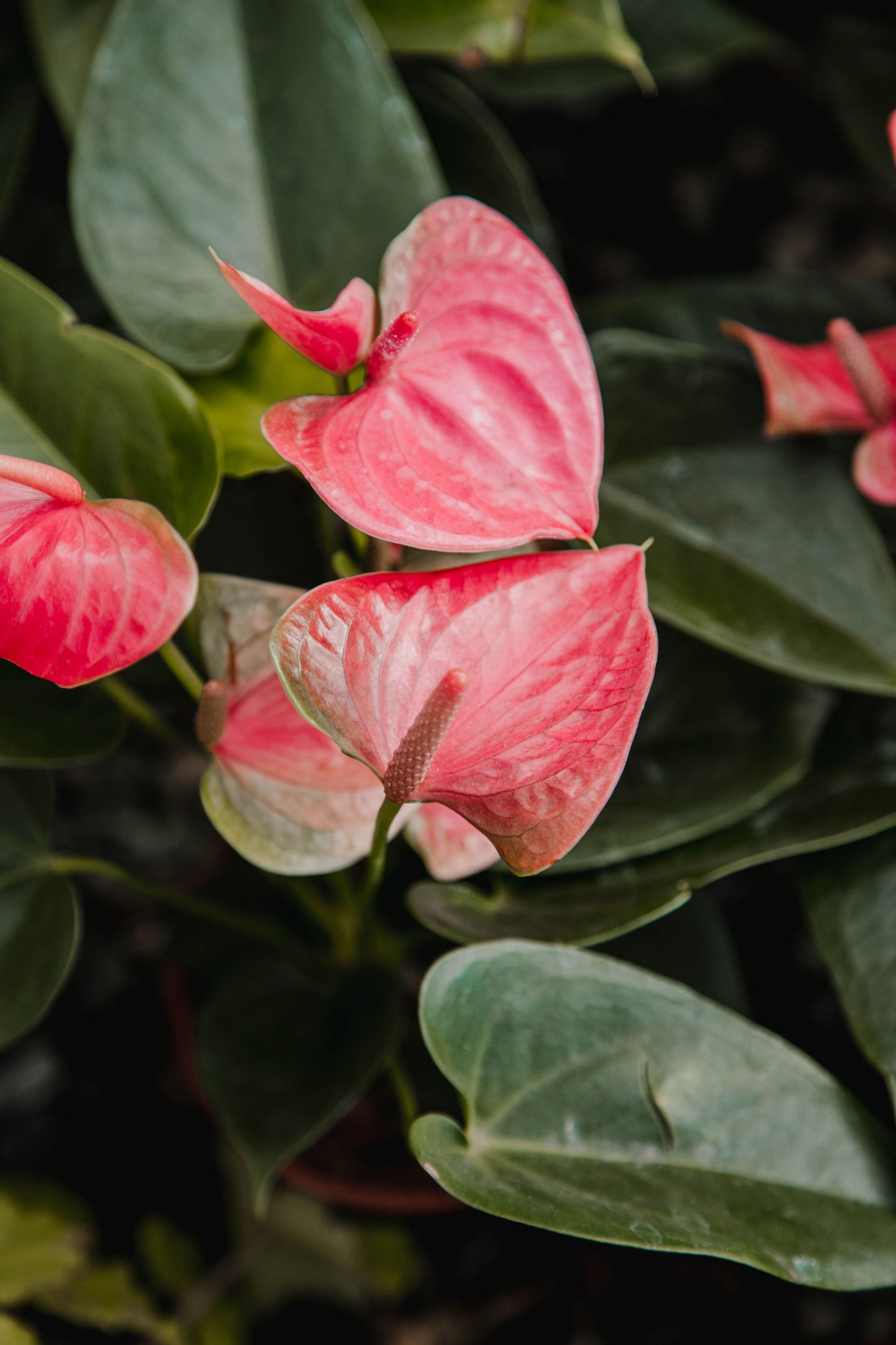 Anthurium