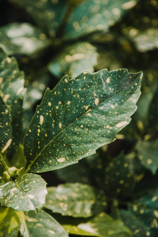 Aucuba Japonica 'Variegata'