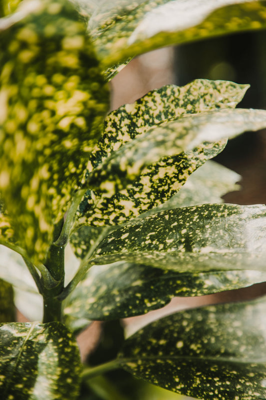 Aucuba Japonica 'Variegata'