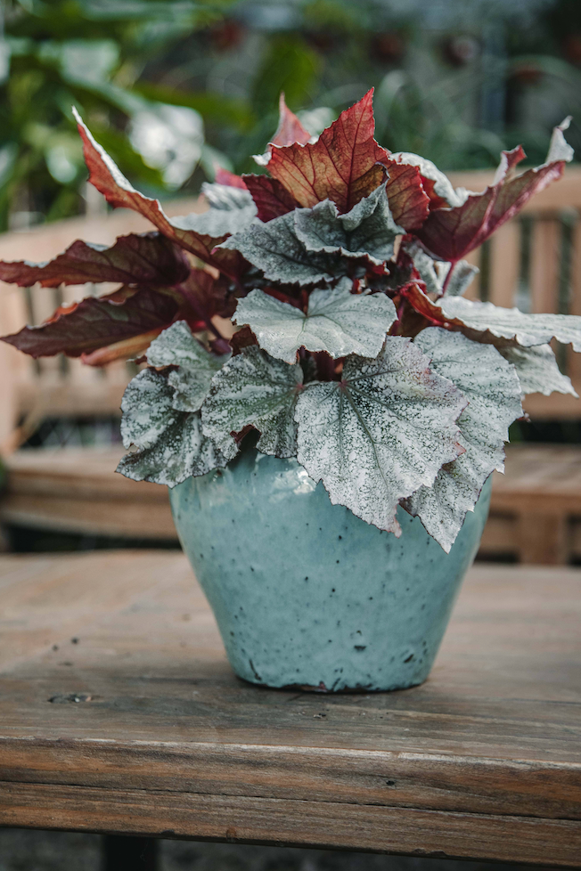 Begonia Rex