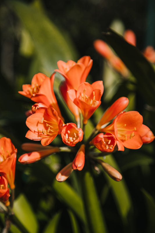 Clivia