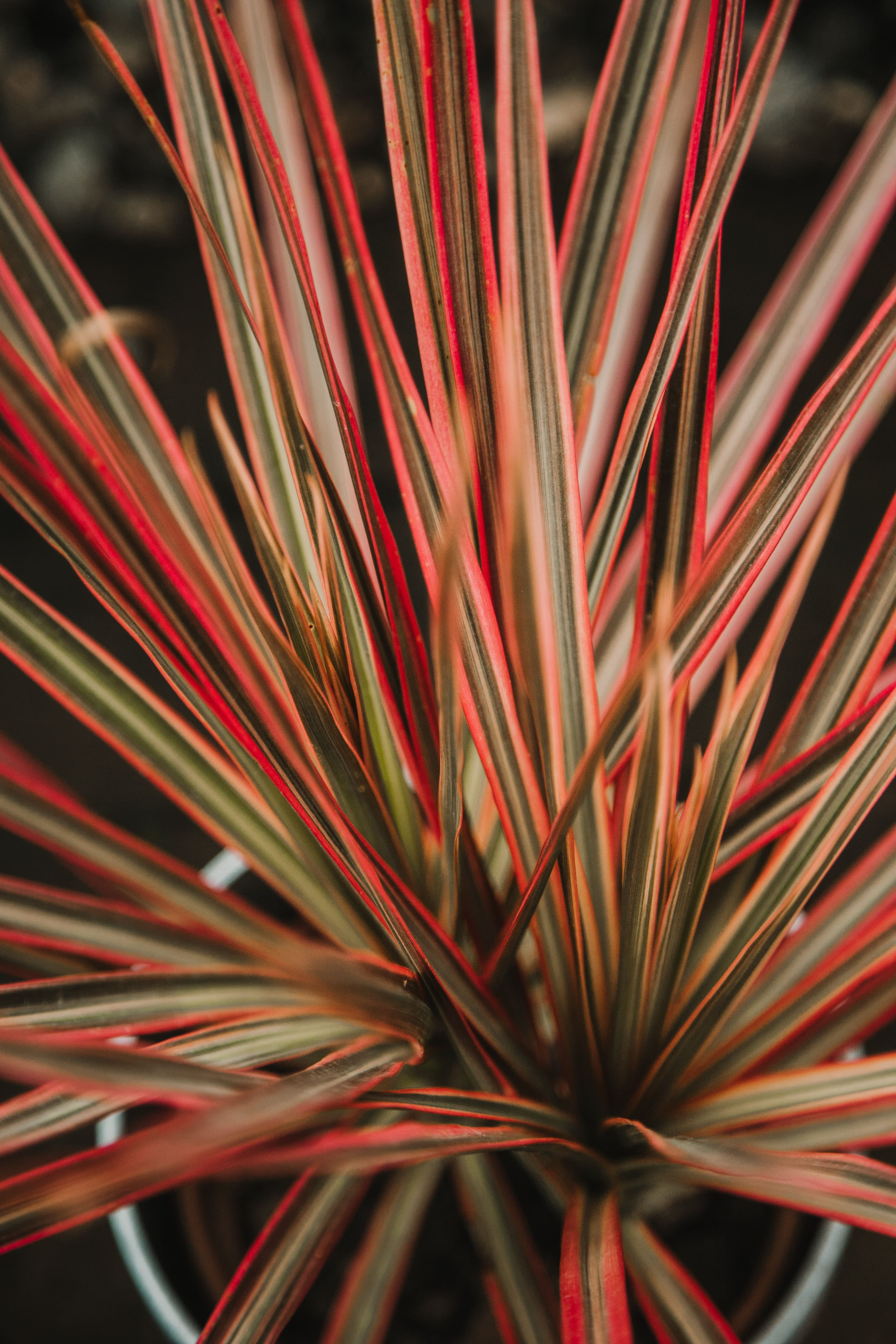 dracaena marginata tricolor cuidados Drácena Tricolor