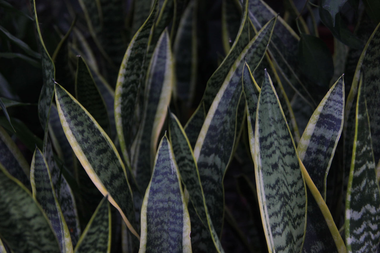 Espada de San Jorge variegada