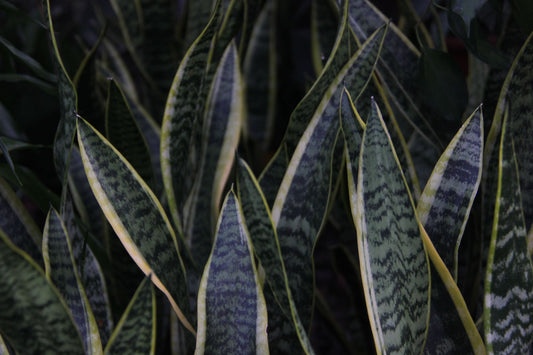 Espada de San Jorge variegada