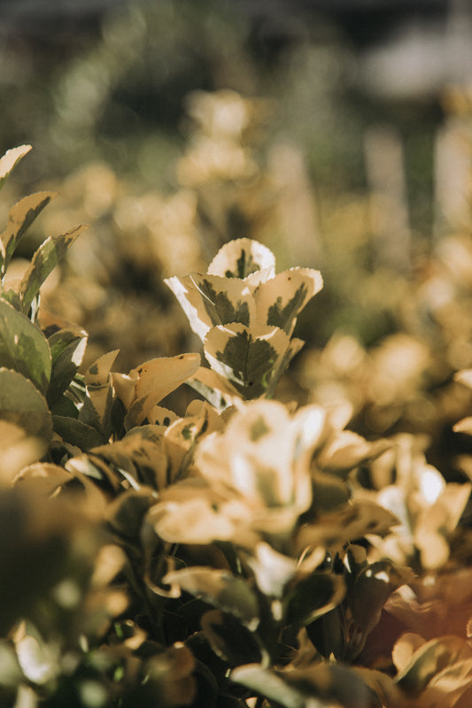 Evonimus aureovariegado