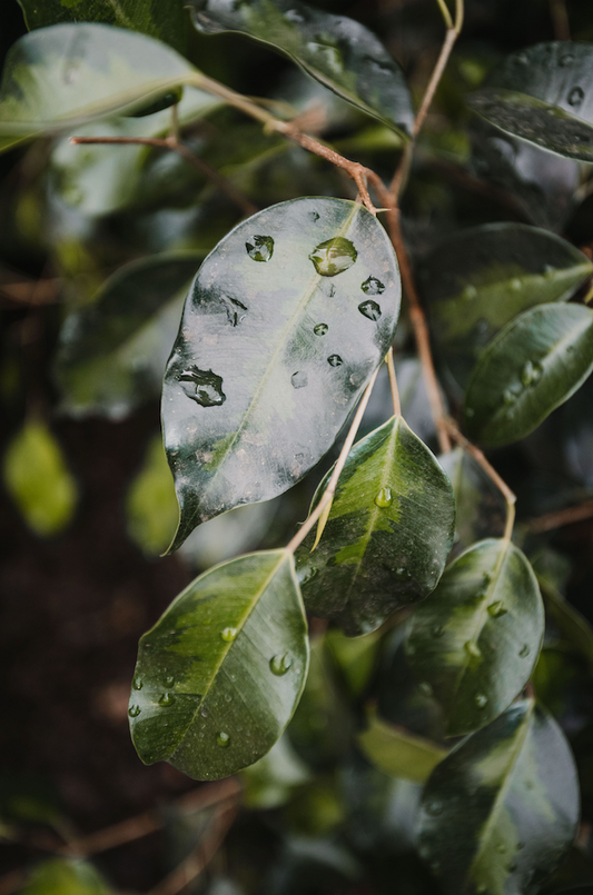 Ficus benjamina 'Danielle'