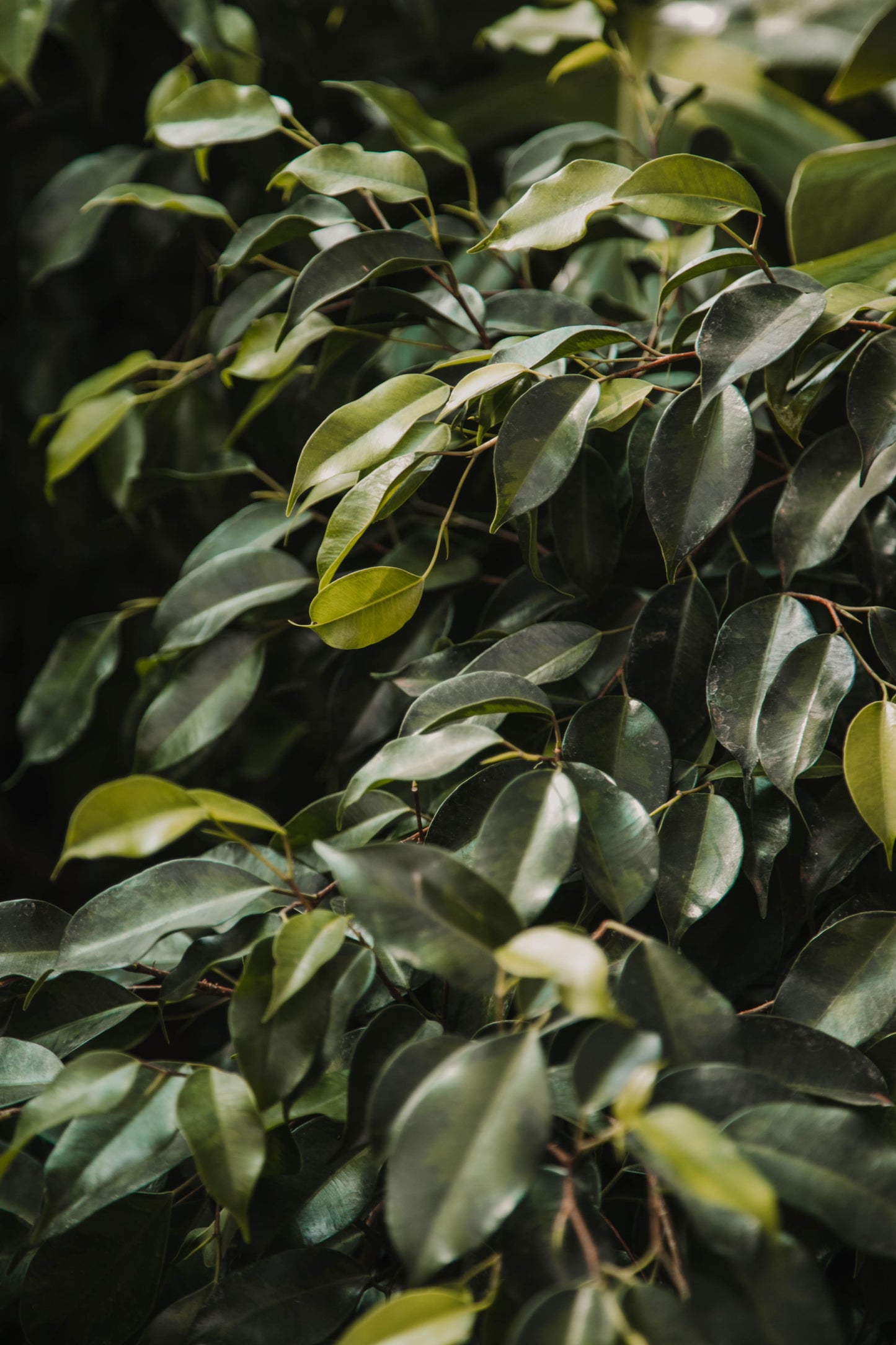 Ficus benjamina 'Danielle'