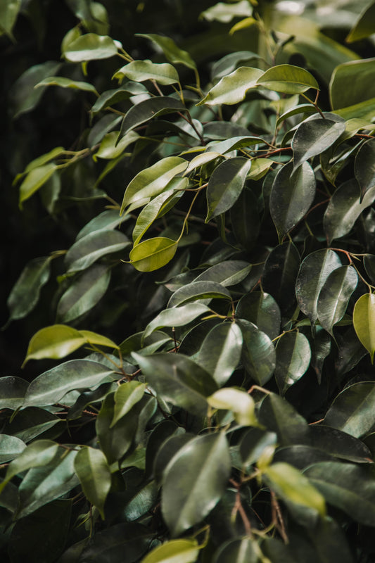 Ficus benjamina 'Danielle'